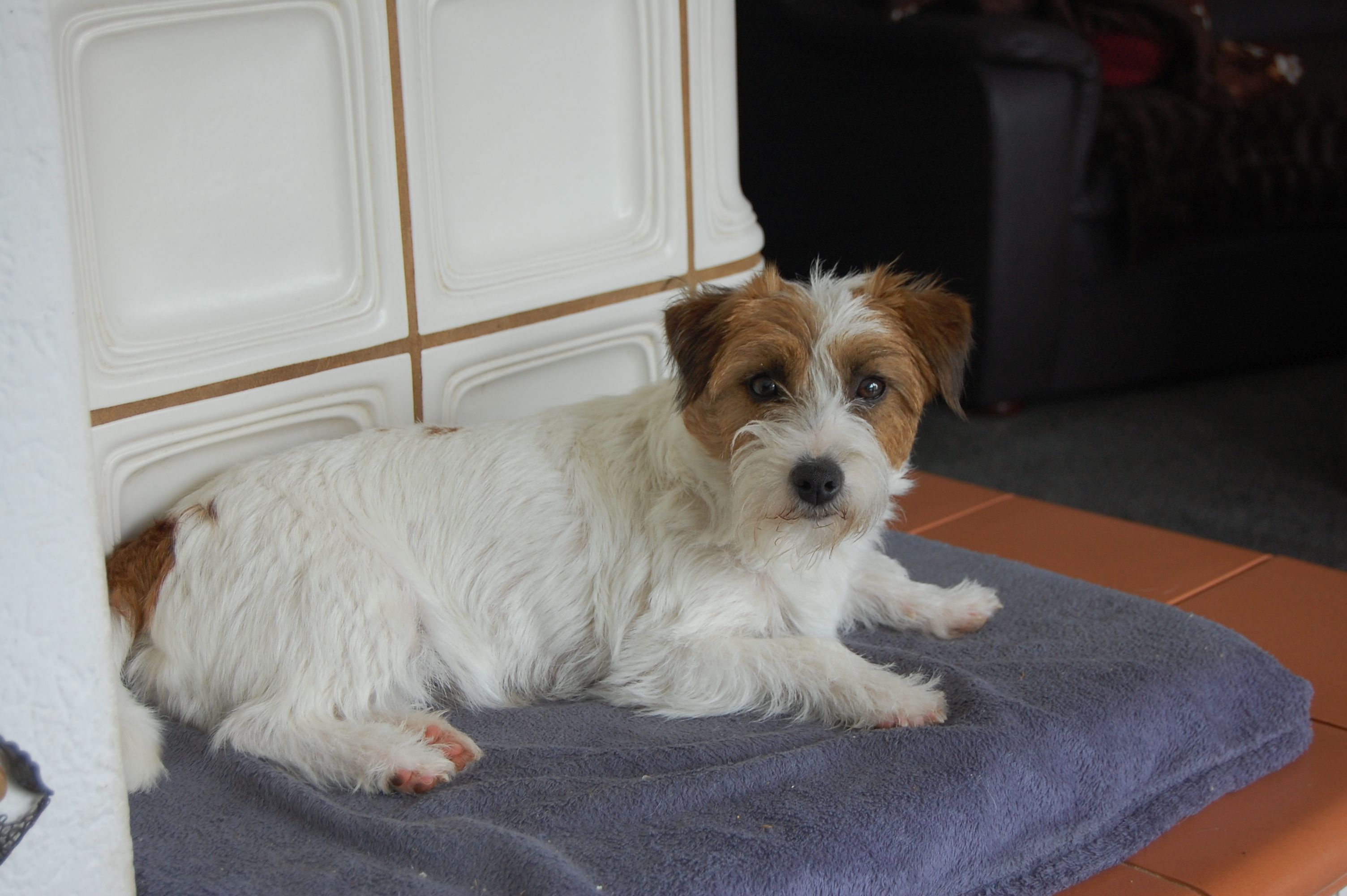 jack russell terrier international Über uns